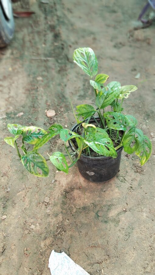 Buy Monstera Plant – Trendy home Décor - Image 4