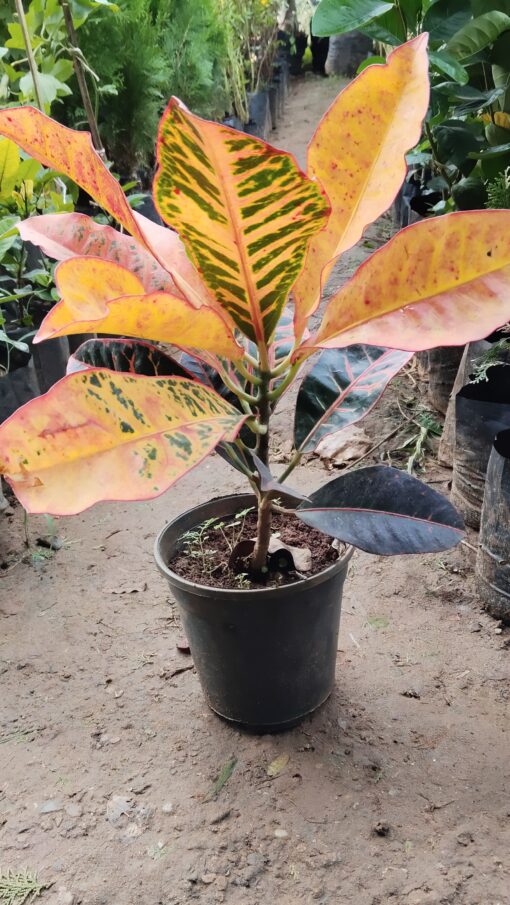 Croton Plant – Colourful leaves for Home & Garden - Image 2