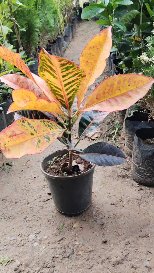 Croton Plant – Colourful leaves for Home & Garden - Image 3