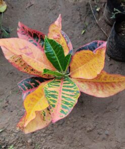 Croton Plant – Colourful leaves for Home & Garden