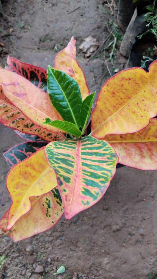 Croton Plant – Colourful leaves for Home & Garden - Image 5