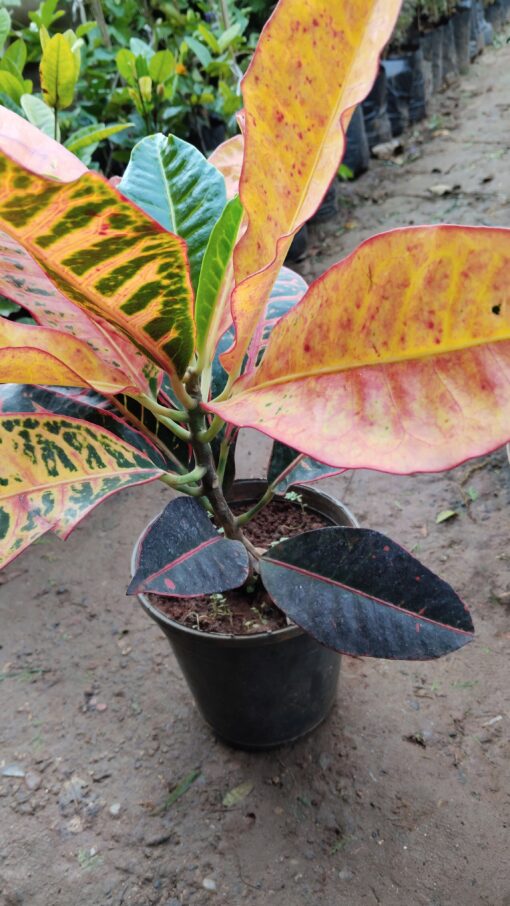 Croton Plant – Colourful leaves for Home & Garden - Image 6
