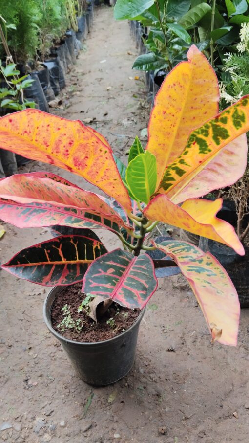 Croton Plant – Colourful leaves for Home & Garden - Image 7