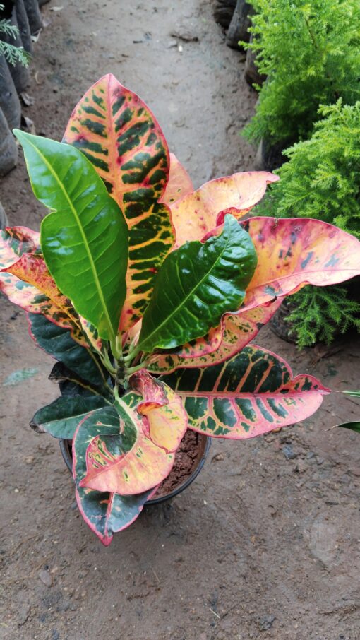Croton Plant – Colourful leaves for Home & Garden - Image 8
