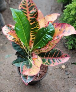 FRESH INDOOR PLANTS