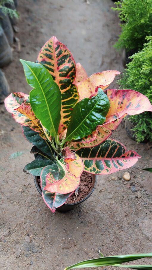 Croton Plant – Colourful leaves for Home & Garden - Image 9