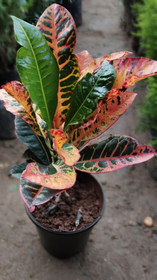 Croton Plant – Colourful leaves for Home & Garden - Image 10
