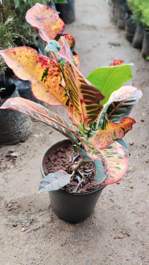 Croton Plant – Colourful leaves for Home & Garden - Image 11