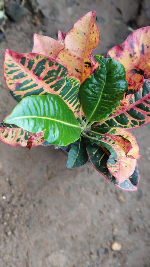 Croton Plant – Colourful leaves for Home & Garden - Image 12