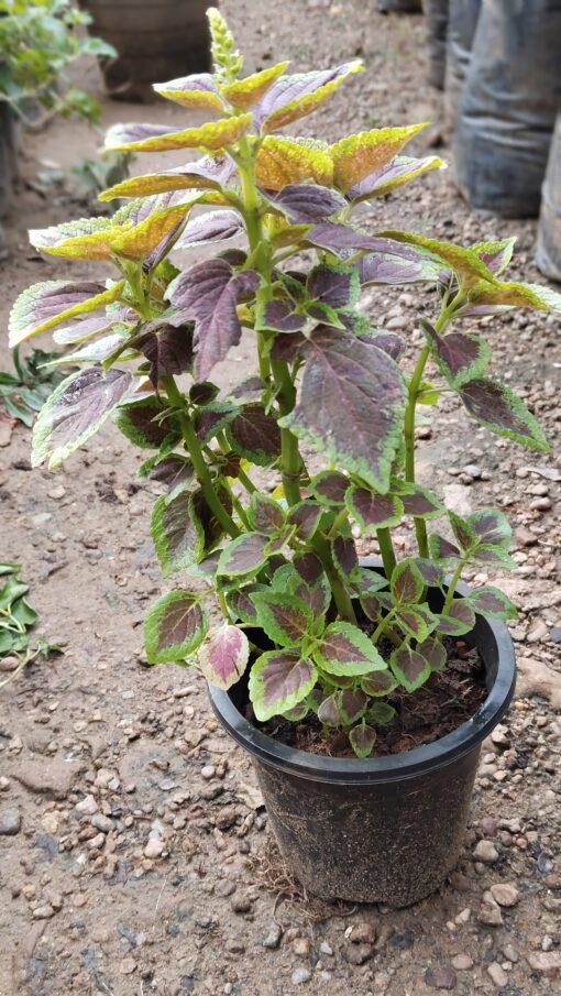 Coleus Plant – Colorful for Premium Indoors - Image 2