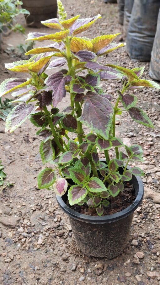 Coleus Plant – Colorful for Premium Indoors - Image 3