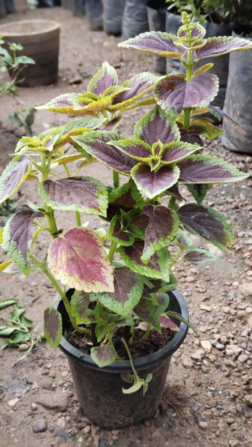 Coleus Plant – Colorful for Premium Indoors - Image 4