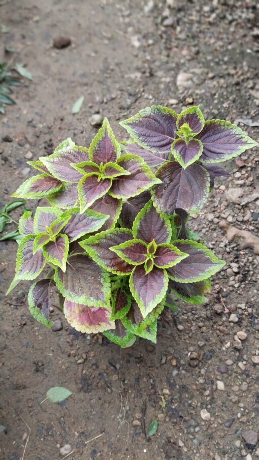 Coleus Plant – Colorful for Premium Indoors - Image 5