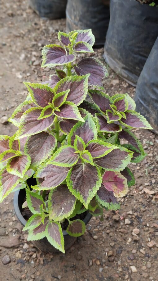 Coleus Plant – Colorful for Premium Indoors - Image 6