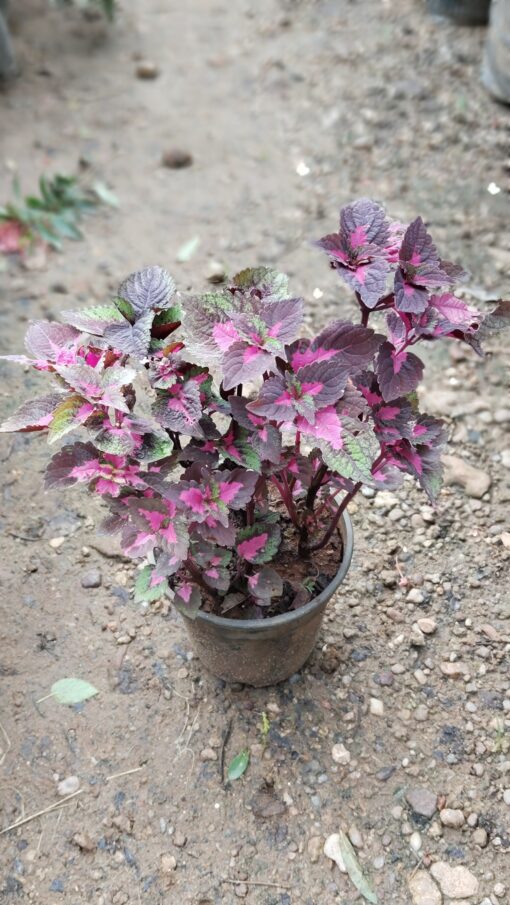 Coleus Plant – Colorful for Premium Indoors - Image 7