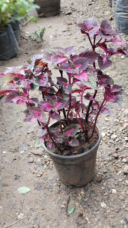 Coleus Plant – Colorful for Premium Indoors - Image 13