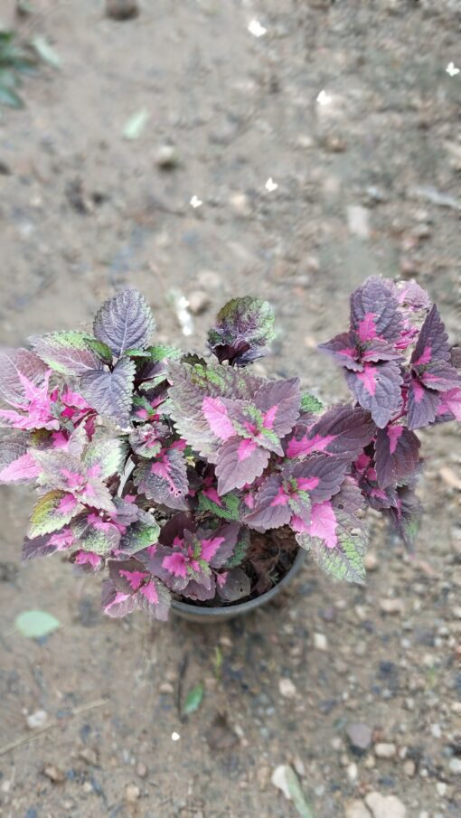 Coleus Plant – Colorful for Premium Indoors - Image 12