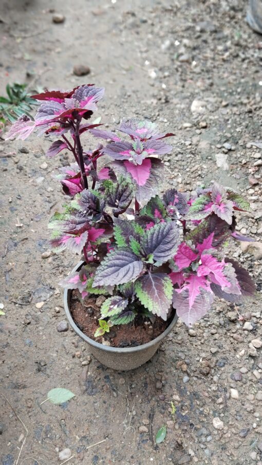 Coleus Plant – Colorful for Premium Indoors - Image 11