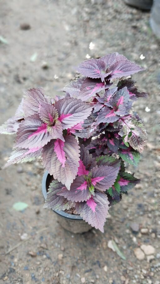 Coleus Plant – Colorful for Premium Indoors - Image 10