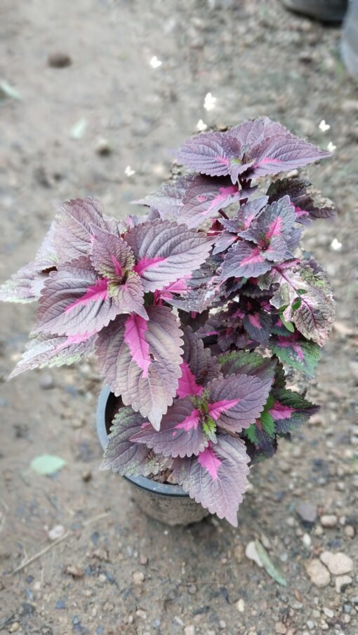 Coleus Plant – Colorful for Premium Indoors - Image 9