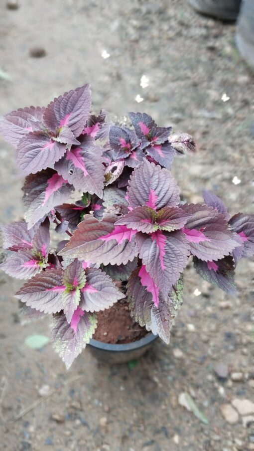 Coleus Plant – Colorful for Premium Indoors - Image 8