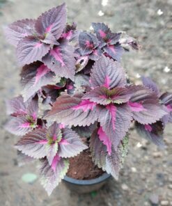 Coleus Plant – Colorful for Premium Indoors