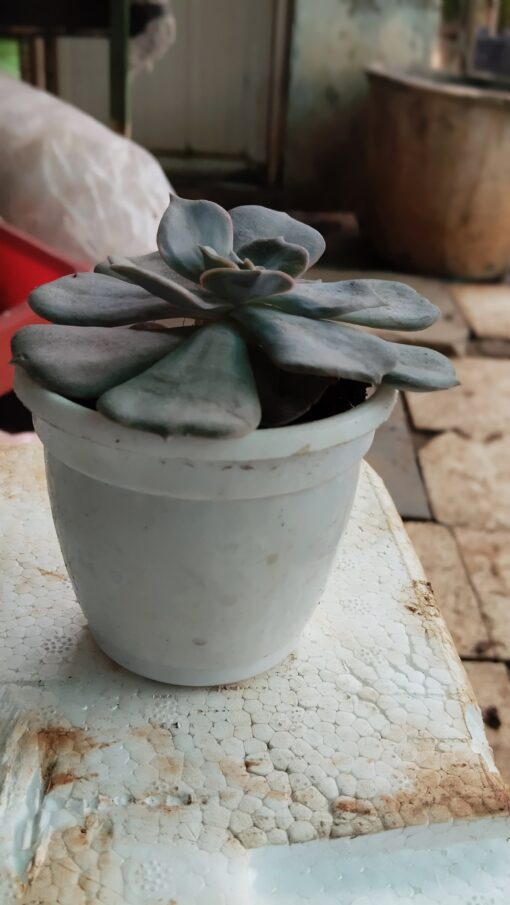 Tiny Succulent - for home decor and gifts - Image 2