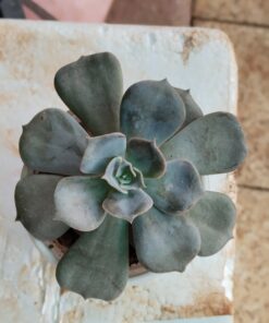 CACTUS AND SUCCULENTS
