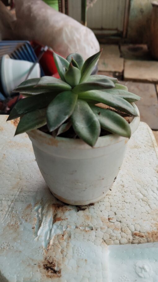 Tiny Succulent - for home decor and gifts - Image 3