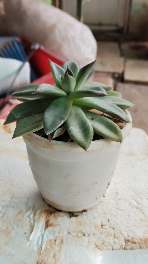Tiny Succulent - for home decor and gifts - Image 5