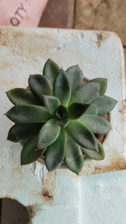 Tiny Succulent - for home decor and gifts - Image 6