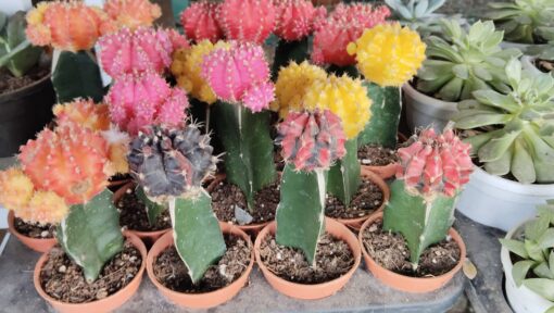 Cactus Plant (crown) – Attractive - Image 2