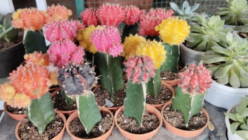 Cactus Plant (crown) – Attractive - Image 6