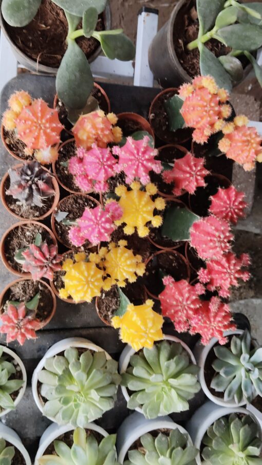 Cactus Plant (crown) – Attractive - Image 5