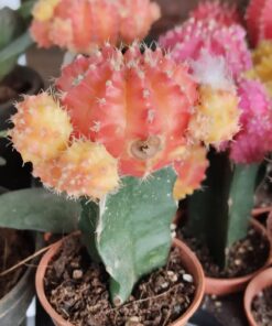 Cactus Plant (crown) – Attractive