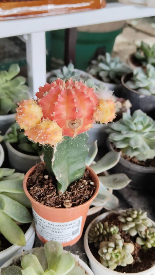 Cactus Plant (crown) – Attractive - Image 3