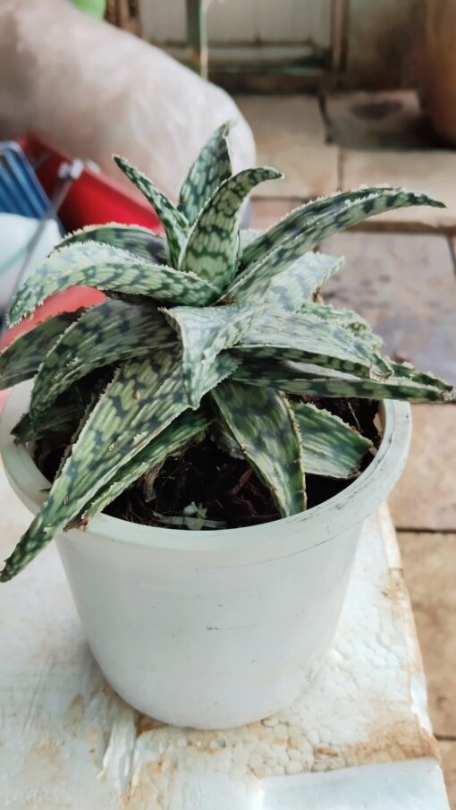Tiny Succulent - for home decor and gifts - Image 8