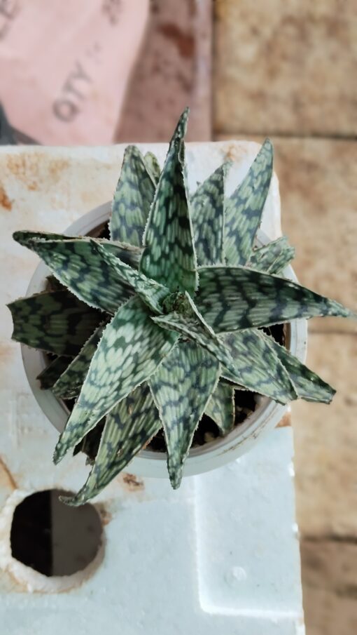 Tiny Succulent - for home decor and gifts - Image 7