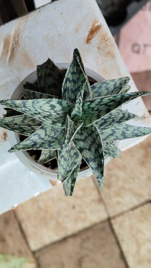 Tiny Succulent - for home decor and gifts - Image 9
