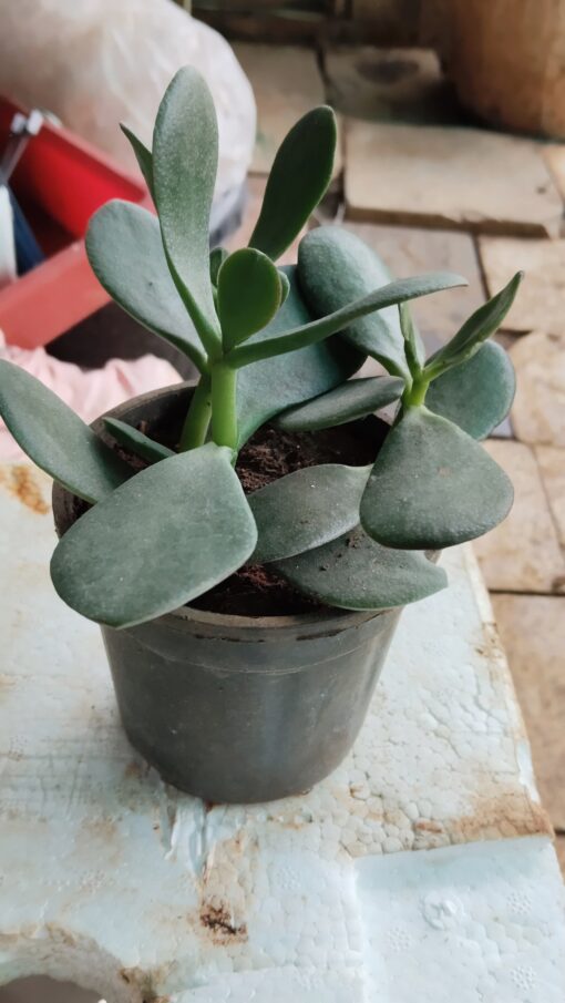 Tiny Succulent - for home decor and gifts - Image 10