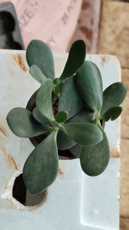 Tiny Succulent - for home decor and gifts - Image 11