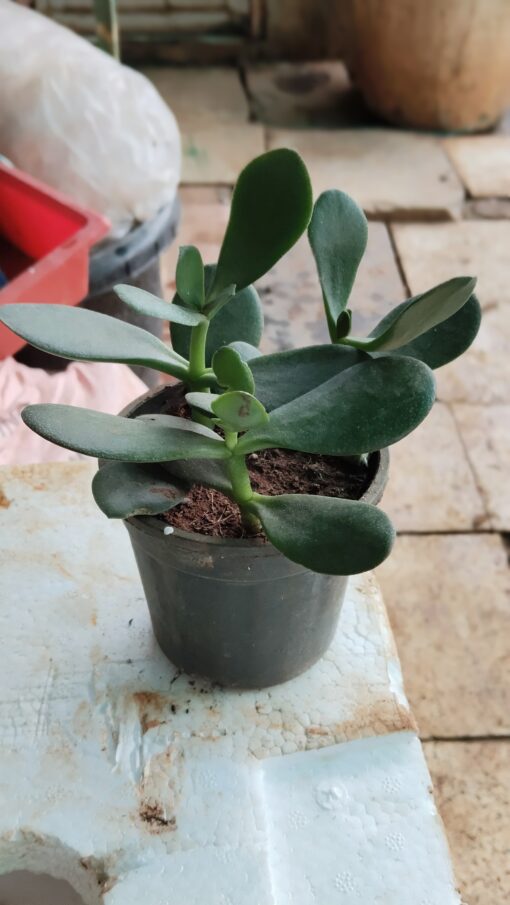 Tiny Succulent - for home decor and gifts - Image 12