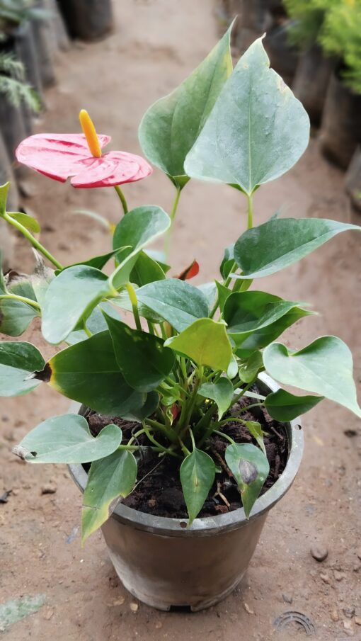 Anthurium Plant – Lush Indoor Beauty - Image 2