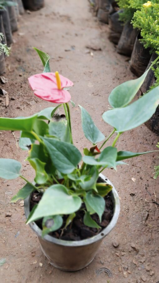 Anthurium Plant – Lush Indoor Beauty - Image 3