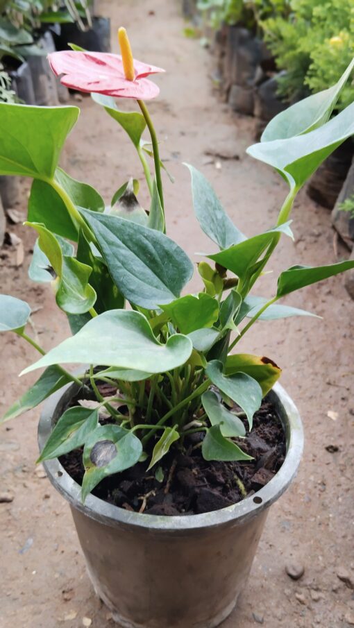 Anthurium Plant – Lush Indoor Beauty - Image 4