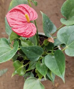 Anthurium Plant – Lush Indoor Beauty