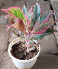 Aglaonema Pink Plant - WHITE POT