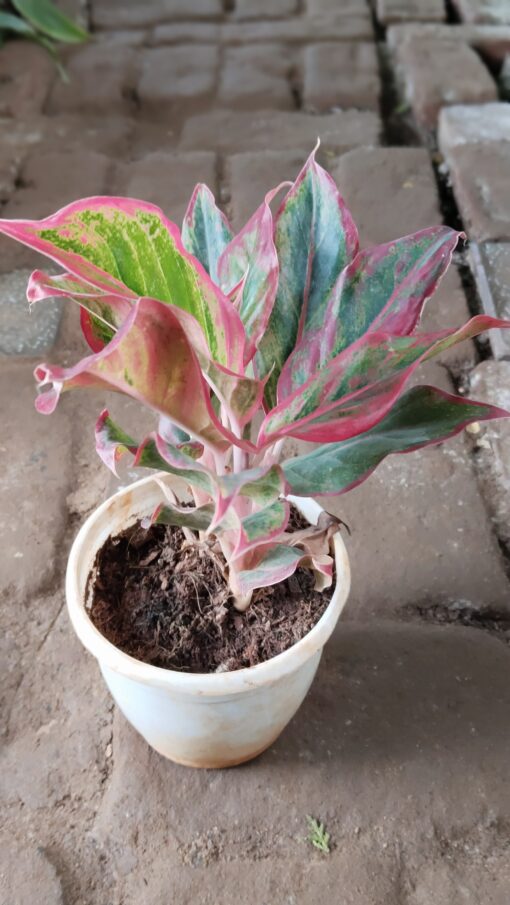 Aglaonema Pink Plant - WHITE POT - Image 3