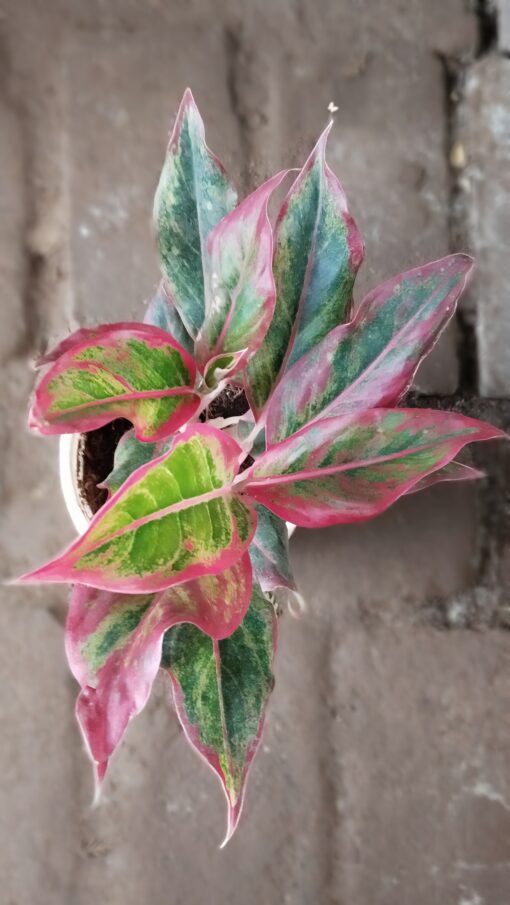 Aglaonema Pink Plant - WHITE POT - Image 4