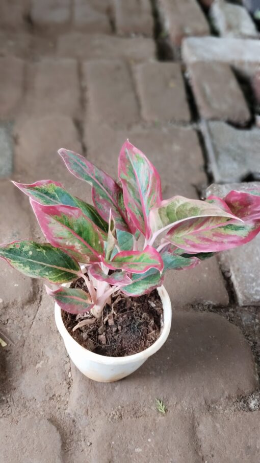 Aglaonema Pink Plant - WHITE POT - Image 5